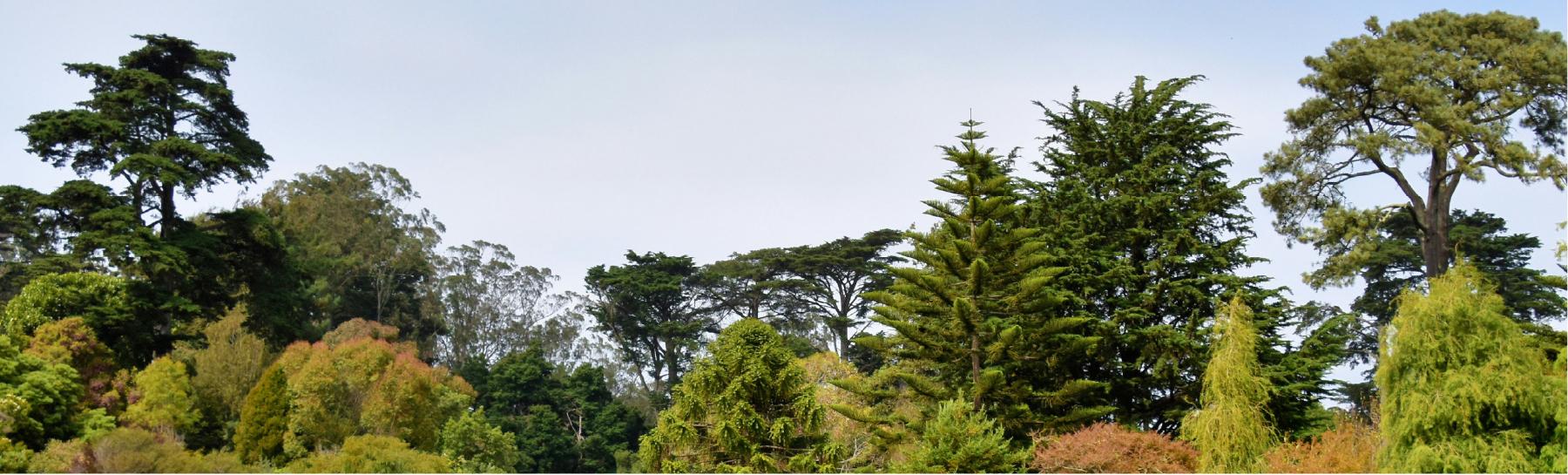 Trees.